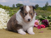 puppies