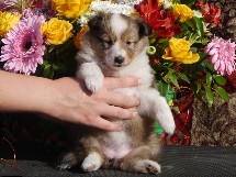 puppies