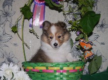 puppies
