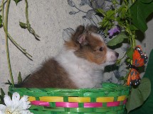 puppies