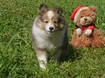 puppies