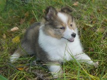 puppies
