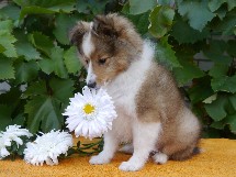 puppies