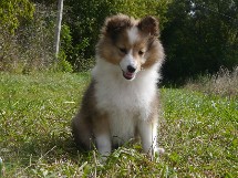 puppies