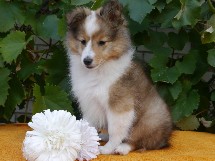 puppies