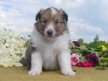 puppies