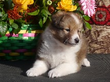 puppies