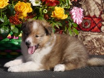 puppies
