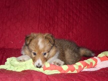 puppies