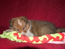 puppies