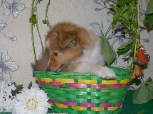 puppies