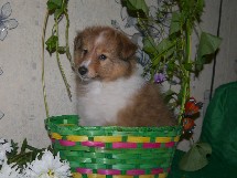 puppies