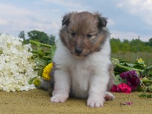 puppies