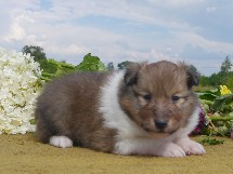 puppies