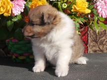puppies