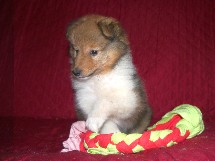 puppies