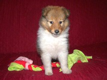 puppies