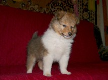 puppies