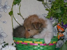puppies