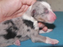 puppies