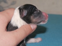 puppies