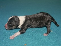 puppies