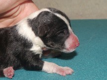 puppies