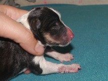 puppies
