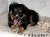 puppies