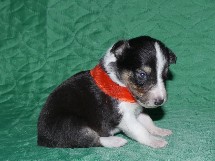 puppies