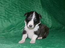 puppies