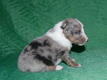 puppies