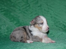 puppies