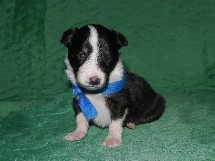 puppies
