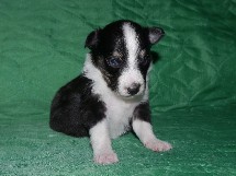 puppies