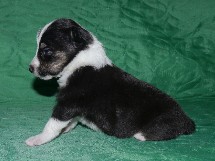 puppies
