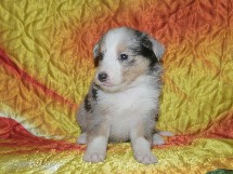 puppies
