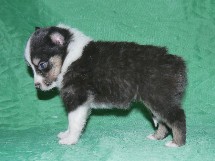 puppies