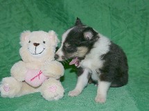 puppies