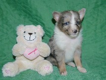 puppies