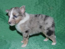 puppies