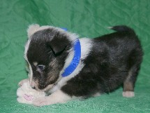 puppies