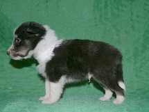 puppies