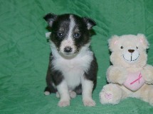 puppies