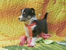 puppies