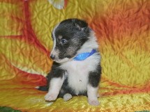 puppies