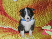 puppies