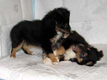 puppies