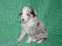 puppies