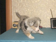 puppies